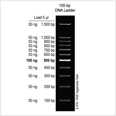 100 bp DNA Ladder