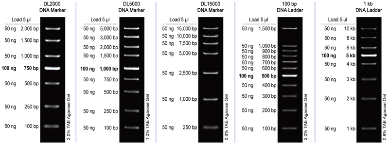 DNA Markers