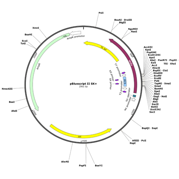 Human SUPT6H cDNA Clone