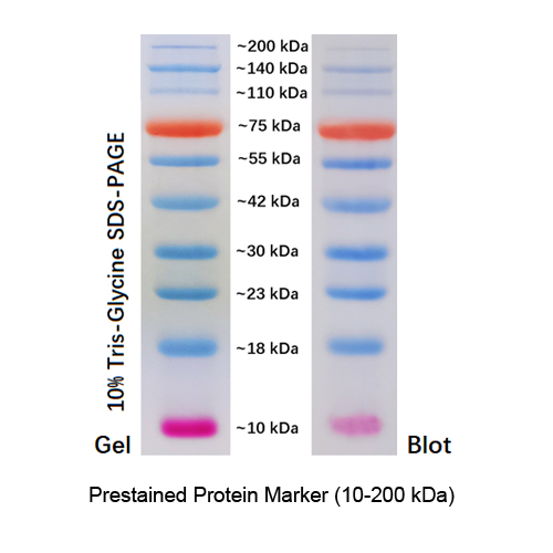 western blot marker