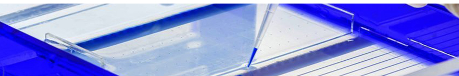 Ion Indicators & ROS Probes